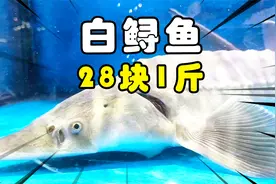 超市发现一条又大又白的鲟鱼，售价28块多1斤，大家看值不值得买