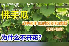 【佛手瓜种植】高产修剪有窍门，有刺无刺有区别视频封面