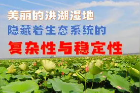 美丽的洪湖湿地  隐藏着生态系统的复杂性与稳定性视频封面