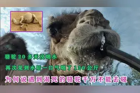 骆驼20多天没喝水，见水后一次喝120公斤，为何渴死的骆驼不能碰视频封面