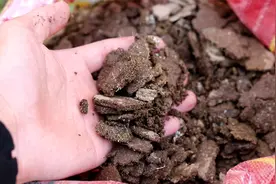 1勺水发酵鸡粪，不用地方不用花钱，简单方便肥力强