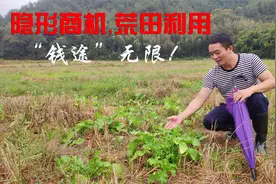 荒地里发现生财之路，不用地租不用管理，播种萝卜后坐等收利视频封面