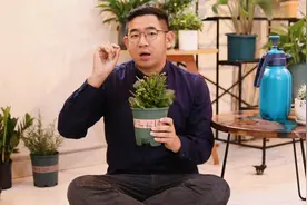 长寿花怎么养？园艺师教你，长寿花的详细养护技巧