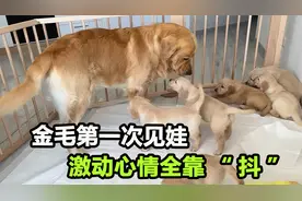 金毛爸爸第一次见孩子，瞬间就不淡定了，这一看就是亲生的