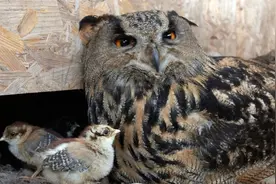 猫头鹰捕食小鸡，下一秒抓着小鸡躺地上不起来，旁边鸡妈妈看懵了视频封面