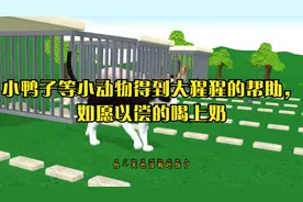 小鸭子等小动物得到大猩猩的帮助，如愿以偿的喝上奶视频封面