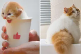 茶杯猫长成了煤气罐罐~ 米努特矮脚猫0-6个月成长史