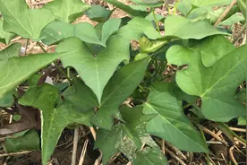 红薯叶的好处居然这么强大？好多人都不知道，请重视它