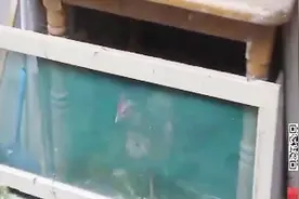 西安老旧社区问题多，居民楼道养鸡，物业形同虚设视频封面