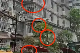 贵州黔灵山群猴窜入小区觅食 官方回应:近期闭园所致,正诱导归园视频封面