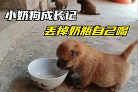 人工喂养小奶狗的第25天，已经能自己喝奶，不再需要奶瓶了