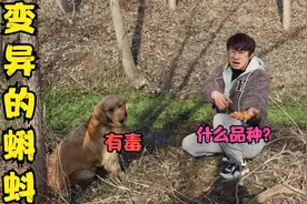 河里发现奇怪生物，金毛说这是变异的蝌蚪，你们认识这啥品种吗？视频封面