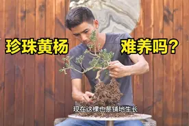 珍珠黄杨，很难养吗？为什么价格那么高呢？视频封面