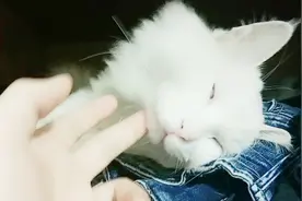 猫咪藏在衣柜里睡觉，睡的翻白眼还叫不醒，女主人差点以为它挂了