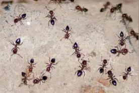 没想到蚂蚁最怕它，不用开水烫不用药，蚂蚁来多少灭多少，真厉害