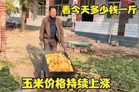 河北玉米价格强势上涨，农村大爷家玉米全部卖完，看看涨了多少钱视频封面