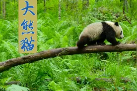 大熊猫妈妈为了补充奶水喂养宝宝，一天啃竹子达14个小时甚至更长