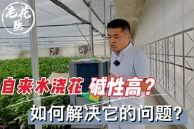 自来水浇花碱性高？如何解决它的问题？养花巧妙小知识！