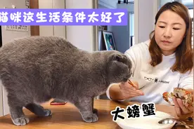 蓝猫的生活条件也太好了，又吃螃蟹又吃鱼，这家伙专挑好的吃视频封面