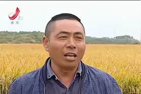 上饶鄱阳：水稻优质高产耐热品种现场测产 农户表示满意！视频封面