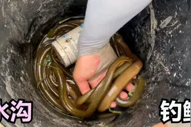 老淡水沟钓黄鳝有绝招，再隐蔽的洞也能找到，龙虾洞还能钓出鳝鱼视频封面