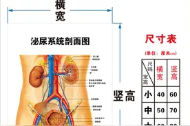 人体器官心脏结构图内脏解剖系统示意图医学宣传挂图医院高清海报