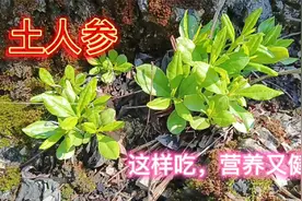 贵州深山里的土人参，营养丰富，功能强大，煲汤泡酒都不错！