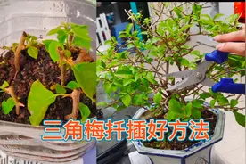 三角梅修剪的枝条不要扔掉，这样扦插，插一棵活一棵一盆变多盆！视频封面