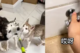 二哈咬爆水管家里被淹，满屋都是水差点气晕主人：隔着屏幕都崩溃视频封面