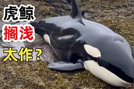 赶海捡到虎鲸是什么体验？这样的庞然大物，离开水，能挺多久？