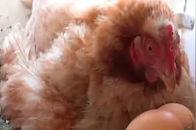 为何在母鸡眼皮底下拿走鸡蛋，母鸡却从来不生气？看完终于明白了