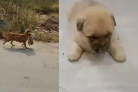 狗妈不愿意小狗崽被抱养，2次叼走悄悄藏起：抱走后它又来我家要