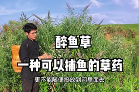 有一种可以麻醉鱼的植物，大鱼小鱼随便你抓，太神奇了视频封面