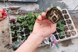 菊花扦插过程，方法简单成活率高人人都会，秋天再也不用买了视频封面