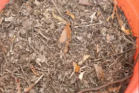 山上找来的腐殖土怎么使用？看完又学一招视频封面