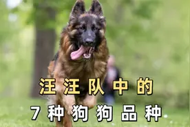 汪汪队中的7种狗狗品种，你都认识吗？