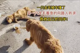 一只金毛被车撞伤，它的同伴守护着并祈求路人的救助，太感人了！视频封面