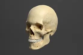 人体有多少块骨头？(上集)