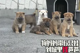 狗妈妈带6个娃到城里找狗爸爸认亲，狗爸爸都蒙圈了，要亲子鉴定