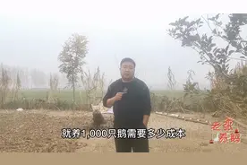 养1000只鹅所需要的所有成本是多少？想养鹅的来了解一下视频封面