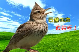 5分钟云雀鸟叫声，歌声婉转嘹亮，大自然的美妙音符！