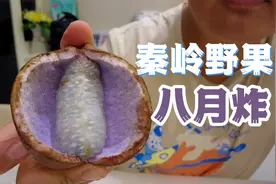 秦岭野果八月炸，内皮紫色漂亮果肉奇特，不胖试吃口感一言难尽