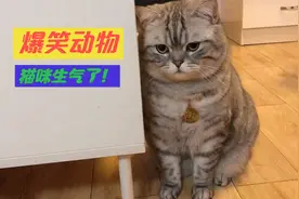 主人不小心踢了猫咪一脚，猫咪生气的表情太逗了！