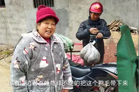 原来鸭毛也能这么值钱，老板还上门收购，今天真的长见识了视频封面