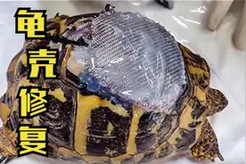 乌龟壳被削掉一半，医生修补龟壳治疗乌龟，太神奇了