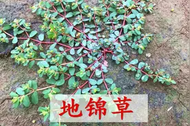 地锦草又叫“奶浆草”，原来它的价值这么好？拔两棵回家。