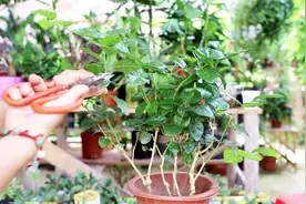 茉莉花徒长还不开花？一把剪刀“咔嚓一刀”，从此告别徒长视频封面