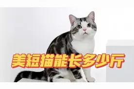 美短猫能长多少斤？尽量让它有个正常体重