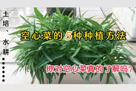 5种空心菜的种植方法，简单、方便、高产，哪种你没试过？