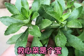 救心菜对心脏好，究竟如何种植和使用？给大家详细分享了